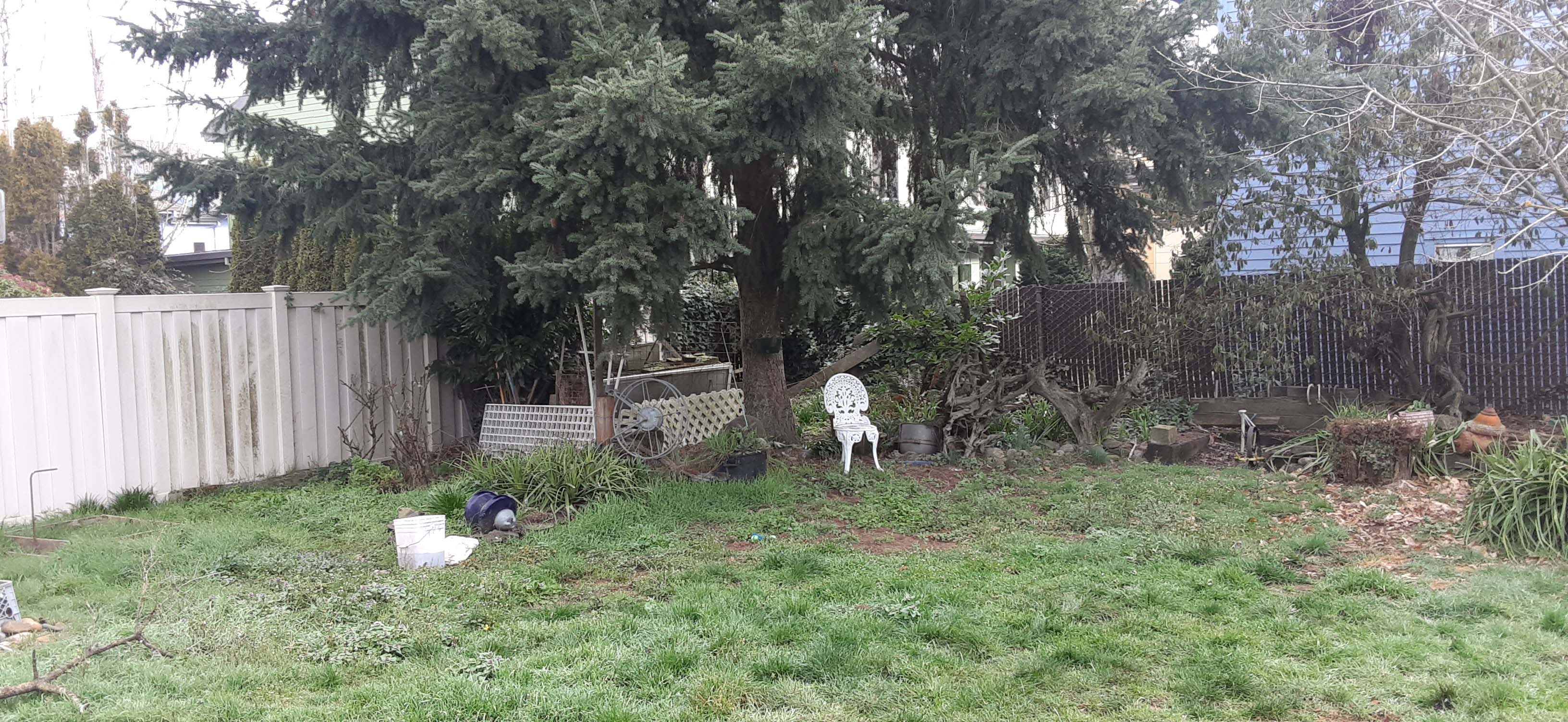 Unkept and overgrown backyard area